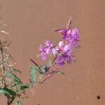 Återvinning bakgrundsbild